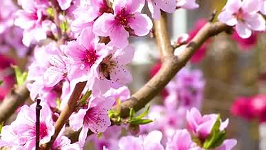 实拍唯美粉色桃花蜜蜂采蜜视频的预览图